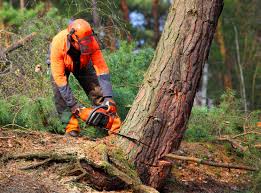 Best Emergency Tree Removal  in Aetna Estates, CO