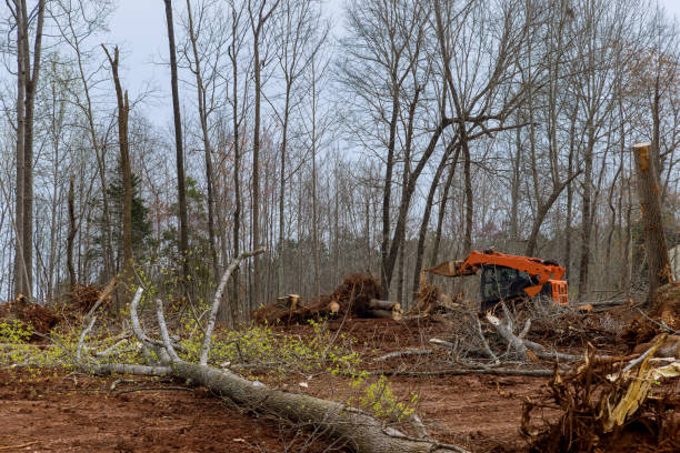 Best Firewood Processing and Delivery  in Aetna Estates, CO