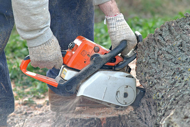 Best Residential Tree Removal  in Aetna Estates, CO