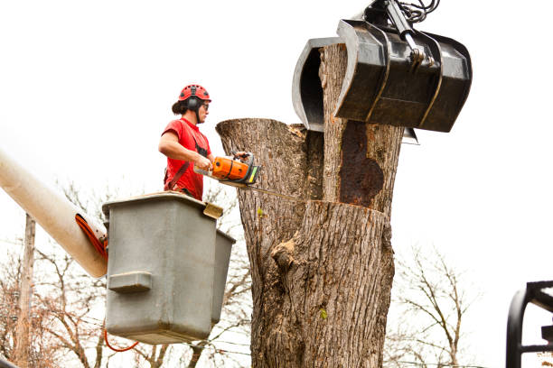 Best Tree Disease Treatment  in Aetna Estates, CO